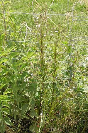 Epilobium tetragonum \ Vierkantiges Weidenrschen / Square-Stalked Willowherb, D Öhningen 14.6.2011