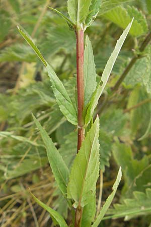 Epilobium tetragonum \ Vierkantiges Weidenrschen / Square-Stalked Willowherb, D Öhningen 14.6.2011