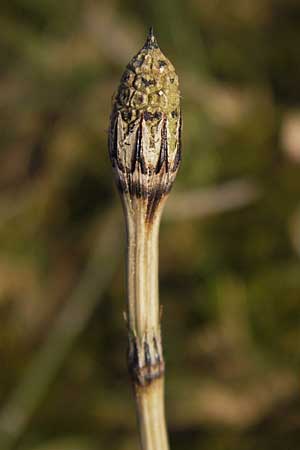 Equisetum x trachyodon \ Rauzhniger Schachtelhalm / Mackay's Horsetail, D Ketsch 5.3.2013