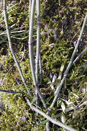 Equisetum x trachyodon / Mackay's Horsetail, D Ketsch 5.3.2013