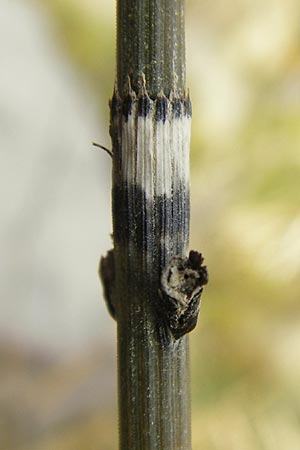 Equisetum x trachyodon / Mackay's Horsetail, D Ketsch 5.3.2013