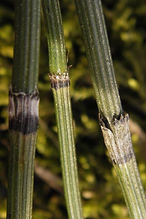 Equisetum x trachyodon \ Rauzhniger Schachtelhalm, D Ketsch 5.3.2013