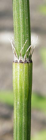 Equisetum x trachyodon \ Rauzhniger Schachtelhalm / Mackay's Horsetail, D Ketsch 19.7.2013