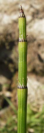 Equisetum x trachyodon / Mackay's Horsetail, D Ketsch 19.7.2013