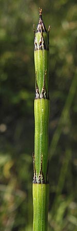 Equisetum x trachyodon \ Rauzhniger Schachtelhalm, D Ketsch 19.7.2013