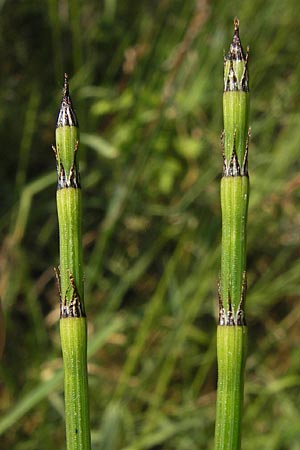 Equisetum x trachyodon \ Rauzhniger Schachtelhalm, D Ketsch 19.7.2013