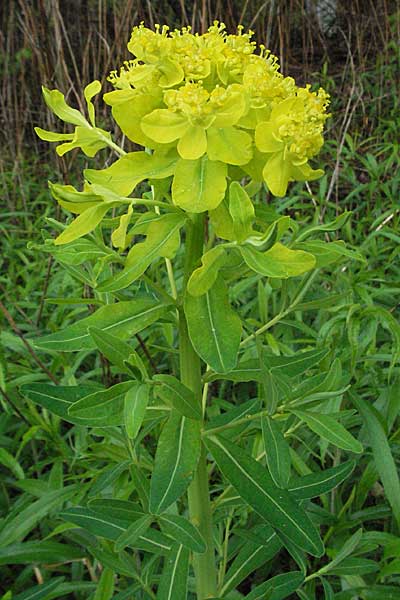 Euphorbia palustris \ Sumpf-Wolfsmilch / Marsh Spurge, D Kehl 13.5.2006