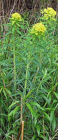 Euphorbia palustris \ Sumpf-Wolfsmilch / Marsh Spurge, D Kehl 13.5.2006