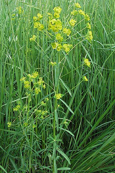 Euphorbia esula \ Esels-Wolfsmilch / Leafy Spurge, D Mannheim 14.5.2006