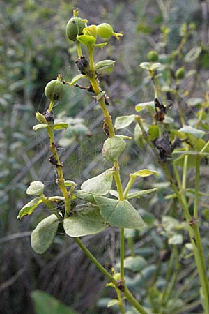 Euphorbia seguieriana \ Steppen-Wolfsmilch / Seguier's Spurge, D Sandhausen 31.8.2006