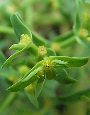 Euphorbia exigua \ Kleine Wolfsmilch, D Sandhausen 31.8.2006