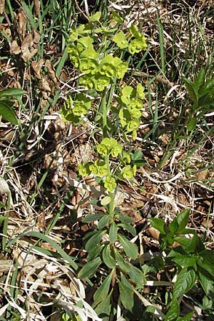 Euphorbia amygdaloides \ Mandelblttrige Wolfsmilch / Mediterranean Spurge, D Sigmaringen 21.4.2007