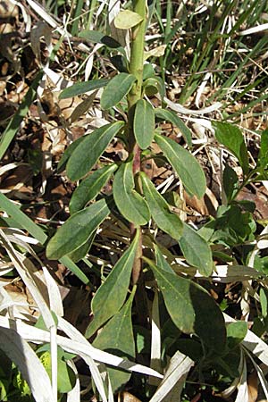 Euphorbia amygdaloides \ Mandelblttrige Wolfsmilch / Mediterranean Spurge, D Sigmaringen 21.4.2007