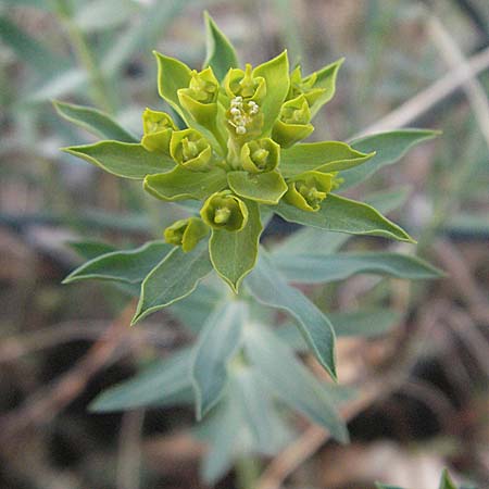 Euphorbia seguieriana \ Steppen-Wolfsmilch / Seguier's Spurge, D Sandhausen 23.4.2007