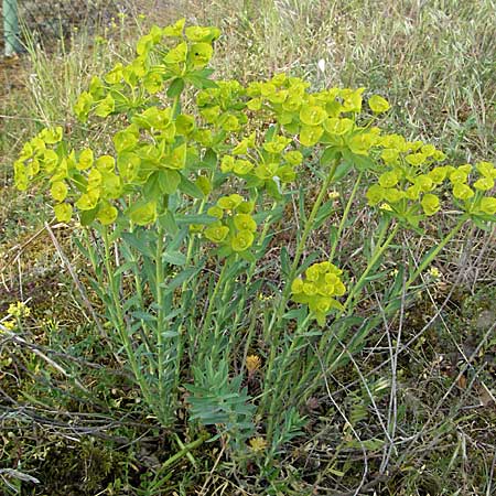 Euphorbia seguieriana \ Steppen-Wolfsmilch / Seguier's Spurge, D Sandhausen 23.4.2007