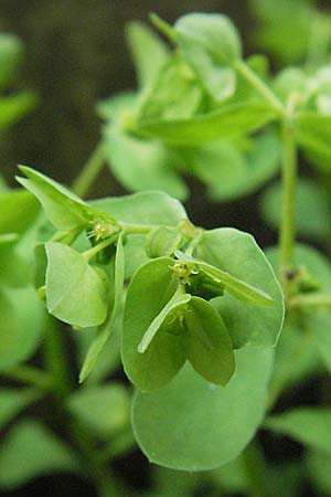 Euphorbia peplus \ Garten-Wolfsmilch / Petty Spurge, D Bensheim 5.7.2007