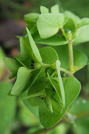 Euphorbia peplus \ Garten-Wolfsmilch / Petty Spurge, D Bensheim 5.7.2007