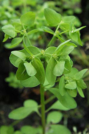 Euphorbia peplus \ Garten-Wolfsmilch / Petty Spurge, D Bensheim 5.7.2007