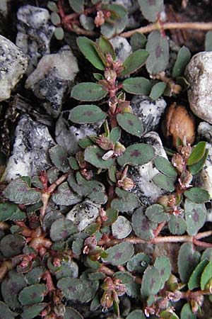 Chamaesyce maculata, Gefleckte Wolfsmilch