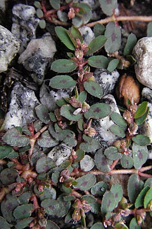 Chamaesyce maculata \ Gefleckte Wolfsmilch / Spotted Spurge, Spotted Sandmat, D Bensheim 5.7.2007