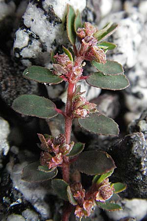 Chamaesyce maculata \ Gefleckte Wolfsmilch / Spotted Spurge, Spotted Sandmat, D Bensheim 5.7.2007