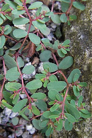 Chamaesyce humifusa \ Niederliegende Wolfsmilch / Trailing Spurge, D Heppenheim 6.7.2007