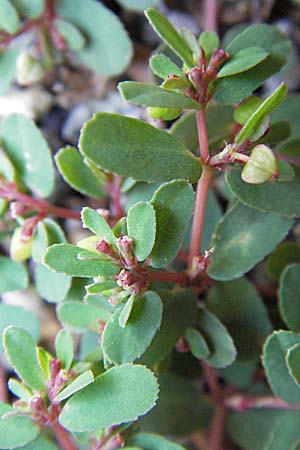 Chamaesyce humifusa \ Niederliegende Wolfsmilch / Trailing Spurge, D Heppenheim 6.7.2007