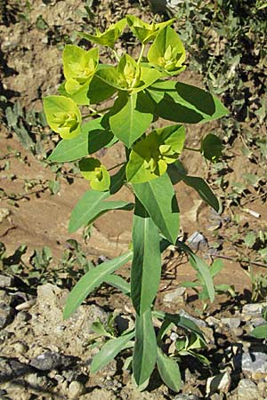 Euphorbia platyphyllos \ Breitblttrige Wolfsmilch / Broad-Leaved Spurge, D Mosbach 7.7.2007