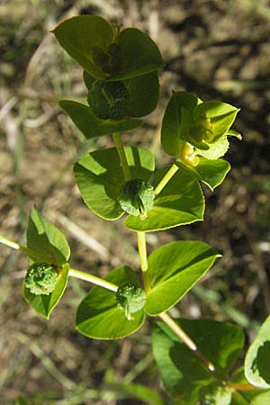 Euphorbia stricta / Upright Spurge, D Mosbach 7.7.2007