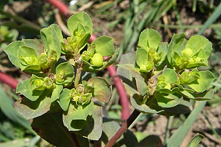 Euphorbia helioscopia \ Sonnwend-Wolfsmilch, Sonnen-Wolfsmilch / Sun Spurge, D Mannheim 24.2.2008