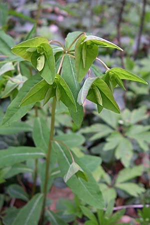 Euphorbia dulcis \ Se Wolfsmilch / Sweet Spurge, D Laudenbach an der Bergstraße 21.4.2008