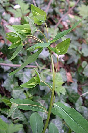 Euphorbia dulcis \ Se Wolfsmilch / Sweet Spurge, D Laudenbach an der Bergstraße 21.4.2008