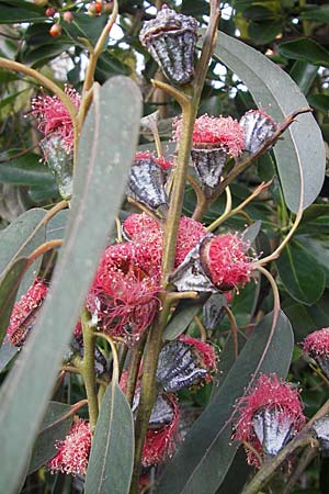 Eucalyptus ficifolia \ Roter Eukalyptus, Purpur-Eukalyptus / Red Flowering Gum, Albany Gum, D  14.12.2008