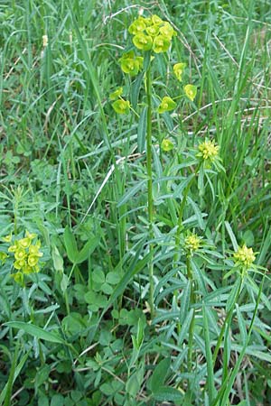 Euphorbia esula / Leafy Spurge, D Lampertheim 15.4.2009