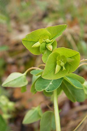 Euphorbia dulcis \ Se Wolfsmilch / Sweet Spurge, D Günzburg 18.4.2009