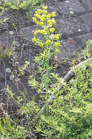 Euphorbia saratoi / Twiggy Spurge, D Mannheim 6.5.2009