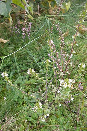 Euphrasia stricta \ Steifer Augentrost / Drug Eyebright, D Odenwald, Beerfelden 10.9.2009