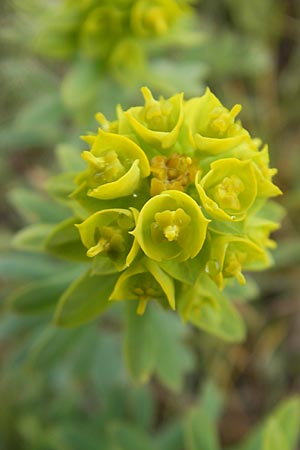 Euphorbia seguieriana \ Steppen-Wolfsmilch / Seguier's Spurge, D Karlstadt 1.5.2010