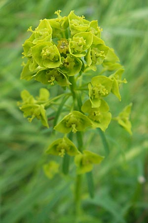 Euphorbia esula \ Esels-Wolfsmilch / Leafy Spurge, D Lampertheim 10.5.2010