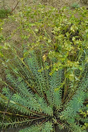 Euphorbia seguieriana \ Steppen-Wolfsmilch / Seguier's Spurge, D Botan. Gar.  Universit.  Mainz 13.9.2008