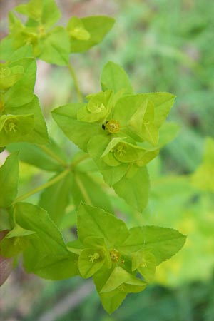 Euphorbia platyphyllos / Broad-Leaved Spurge, D Wutach - Gorge 12.6.2011