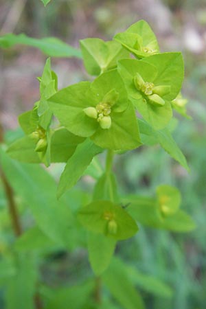 Euphorbia platyphyllos \ Breitblttrige Wolfsmilch / Broad-Leaved Spurge, D Wutach - Schlucht / Gorge 12.6.2011