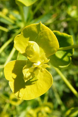 Euphorbia esula x lucida \ Wolfsmilch-Hybride, D Gimbsheim 23.5.2014