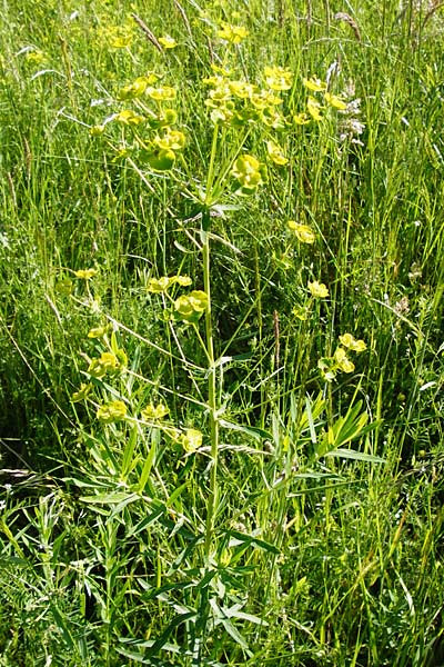 Euphorbia esula x lucida \ Wolfsmilch-Hybride / Spurge Hybrid, D Gimbsheim 23.5.2014