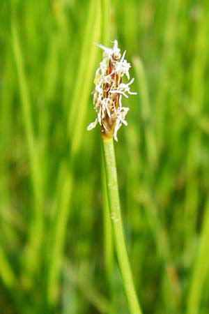 Eleocharis uniglumis \ Einspelzige Sumpfbinse / Spike Rush, D Münzenberg 26.7.2014