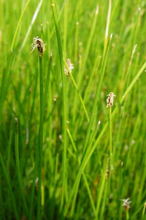 Eleocharis uniglumis \ Einspelzige Sumpfbinse / Spike Rush, D Münzenberg 26.7.2014