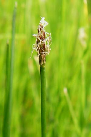 Eleocharis uniglumis \ Einspelzige Sumpfbinse / Spike Rush, D Münzenberg 26.7.2014