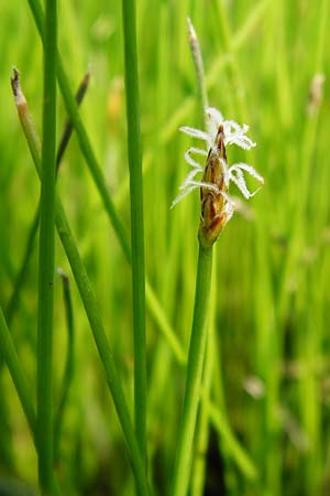 Eleocharis uniglumis \ Einspelzige Sumpfbinse / Spike Rush, D Münzenberg 26.7.2014