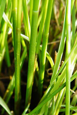 Eleocharis uniglumis \ Einspelzige Sumpfbinse / Spike Rush, D Münzenberg 26.7.2014