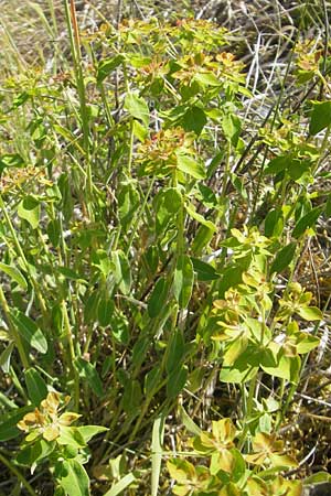 Euphorbia verrucosa \ Warzen-Wolfsmilch / Warty Spurge, D Lauda-Königshofen 30.5.2011